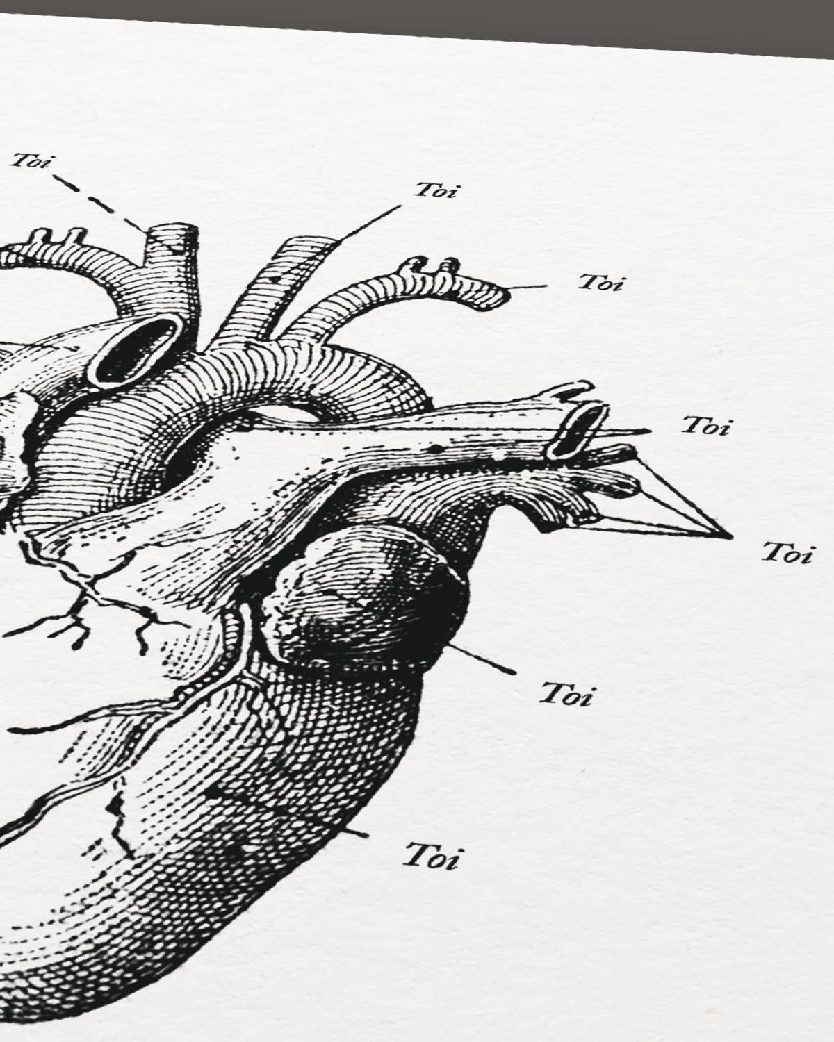 Poster Anatomie van mijn hart