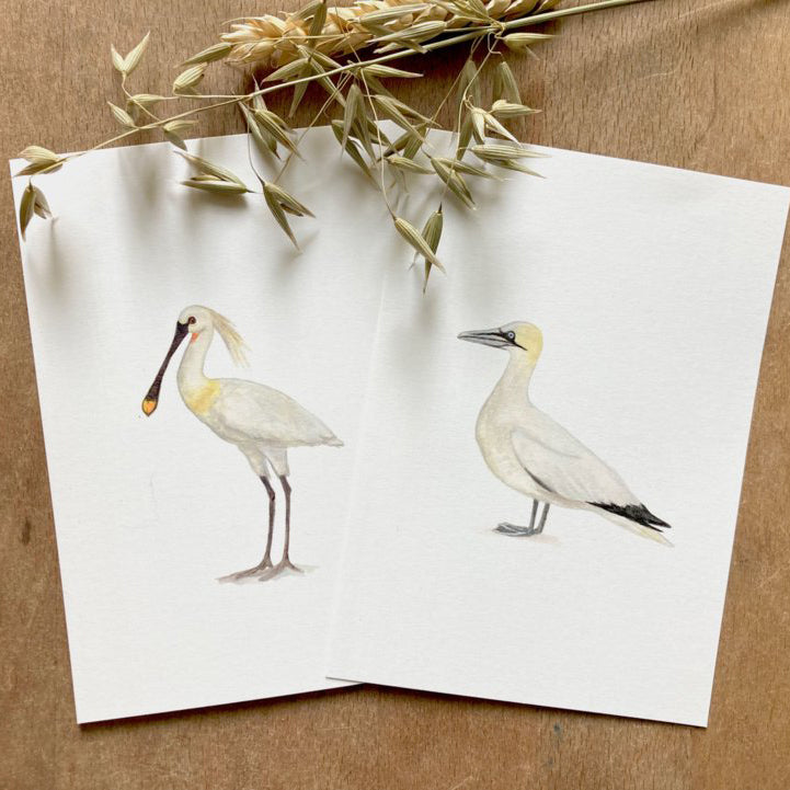Postkaart 'lepelaar'
