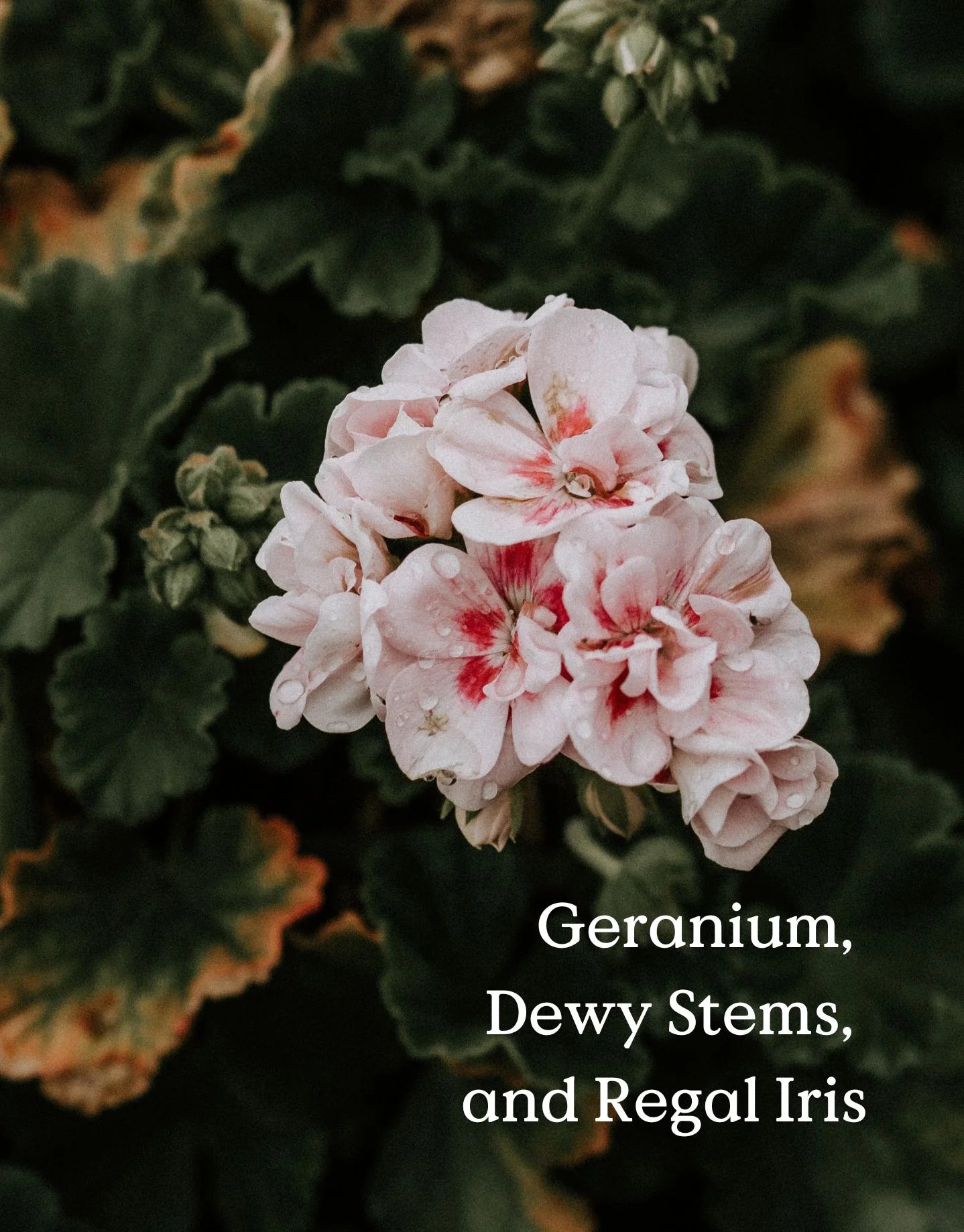 Jam Jar 'Geranium' -  Plantaardige sojawaskaars