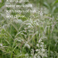 Meadow- plasticvrije plantaardige waxtabletten