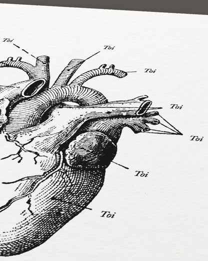 Poster Anatomie van mijn hart