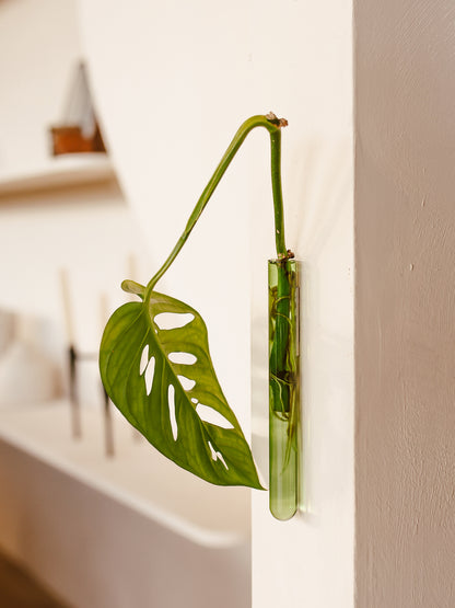 Muurbloempjes 1-pack (green)