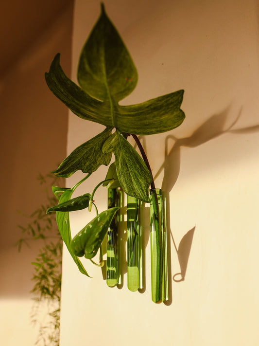 Muurbloempjes 3-pack (green)