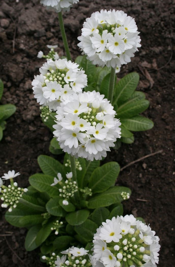 primula denticulata - kogelprimula