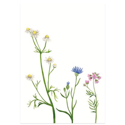 Postkaart 'Wilde bloemen'
